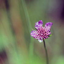 violette Blüte von jaybe