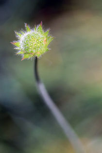 grüne Blüte von jaybe