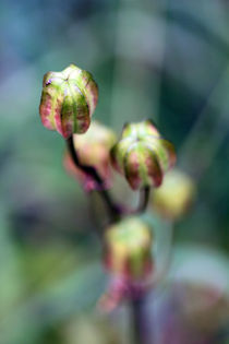 Blüte von jaybe