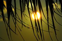 Sonne hinter Palme by ann-foto