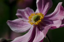 Japanische Anemone von lisa-glueck