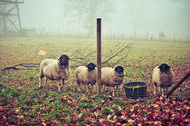 Schafe im Herbst I von elbvue von elbvue