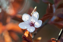 Kirschblüten I von elbvue von elbvue