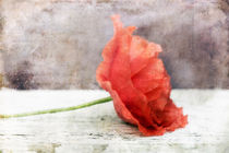 deco poppy/deko mohn von Priska  Wettstein