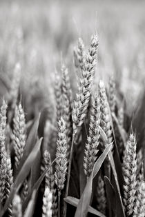 Wheat von blueplanet