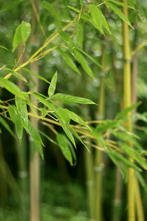 Bamboo Forest von blueplanet
