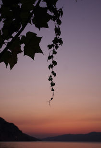 sunset leaf von emanuele molinari