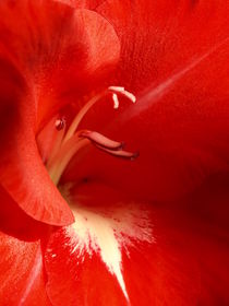 Der Gladiole ins Herz geschaut... von Brigitte Deus-Neumann