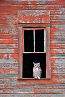 Owl Window by Leland Howard