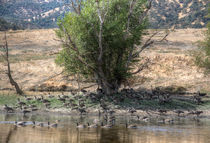 Canadian Geese von agrofilms