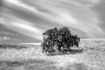 Oak Tree On A Hill by agrofilms