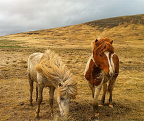 Icelandic horses in  a icelandic Nature by Kristjan Karlsson
