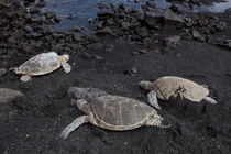 Three Turtles von morten larsen