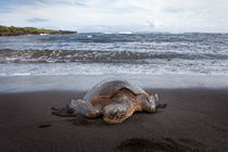 Turtle  von morten larsen