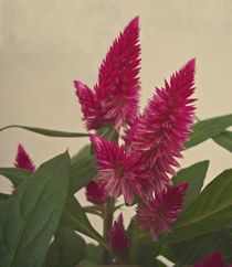 Plumed Cockscomb Flowers by David Dehner