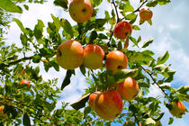 Unter`m Apfelbaum von M. Ziehr