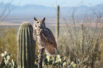 Surveying the Sonoran by Kathleen Bishop