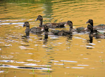 Golden Pond by Rosalie Scanlon