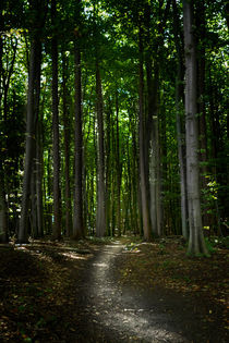 Waldweg by papadoxx-fotografie