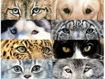 Animal Eyes von Nicole Zeug