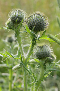 Eselsdistel - Scottish Thistle von ropo13