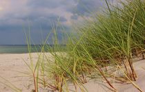 Strandhafer I von Michael Beilicke