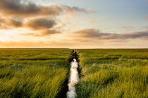 Meadow at Sunrise by kunertus