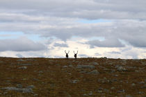 Lappland 28 von Karina Baumgart