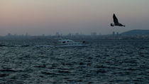 seagull and the city by Hacer Merve Alanyali