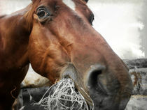 American Quarter Horse by sandra zuerlein
