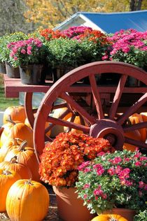 Pumpkins and Mums by O.L.Sanders Photography