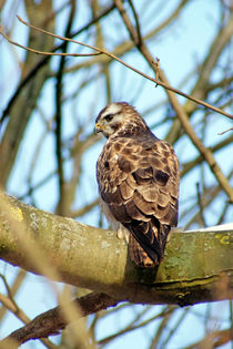 Mäusebussard by ir-md