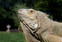 Grüner Leguan by ir-md