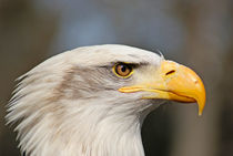 Weißkopfseeadler von ir-md