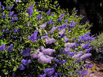 Wild Ceanothus von Kathleen Bishop