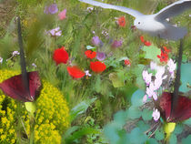 Seagull visit wildflower field by Anat  Umansky