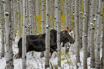 Bull Moose in Autumn Forest by Leland Howard