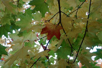 First Leaf of Autumn von John Mitchell