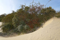 Langeoog / Dünenlandschaft im Herbst by Jens Uhlenbusch