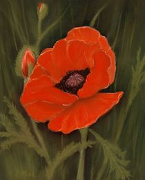 Red Poppy by Anastasiya Malakhova