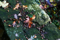 Herbstboten by Jens Uhlenbusch