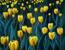 Yellow Tulip Field von Anastasiya Malakhova