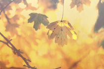 Goldener Herbst by Tanja Riedel