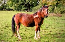 Horse in field von Jeremy Sage