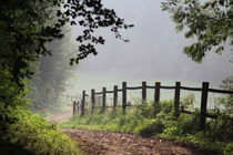 Forest path by Ivonne Wentzler