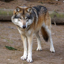 'Der Wolf' von Sabine Radtke