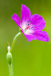 Wiesenstorchenschnabel by foto-m-design