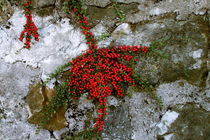 Zwergmispeln (Cotoneaster)  von pichris