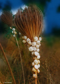 snails's party by Anat  Umansky