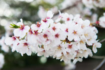 Cherry blossom  von holka